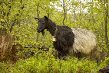 Obraz premium Goat with a bell around his neck in the woods