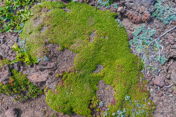 Moos Sukkulenten Fels