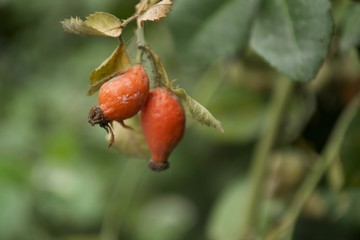 Rote Hagebutte im Herbst in Nahaufnahme