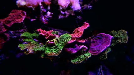 Montipora colorful SPS coral in Reef aquarium tank - obrazy, fototapety, plakaty