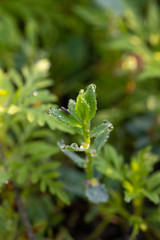 Fototapeta na wymiar green leaves with water drops in spring