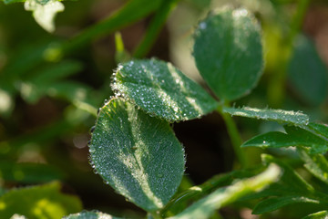 leaf with water drops