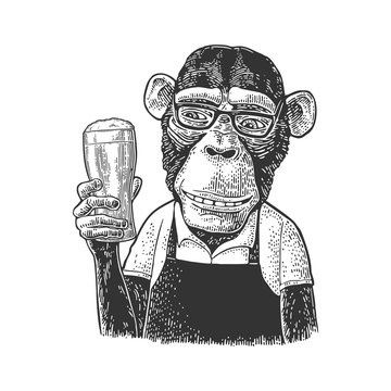 Monkey dressed apron hold beer glass. Vintage black engraving