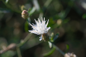 bee on a flower