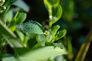 water drops on green leafs. spring. macro photo