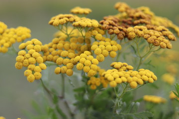 common tansy close up