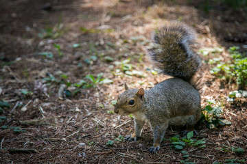 Tiny squirrel poses in the underwood
