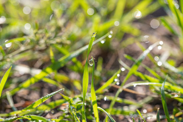 water drops on green leafs. spring. macro photo
