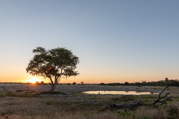 Acacia tree silhouette with beautiful african colorful sunset and empty waterhole, clear blue sky,...