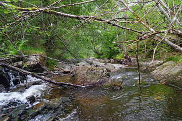 Plodda Falls