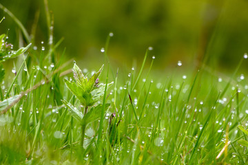 Green grass texture. Element of design.