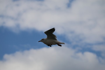 Mouette