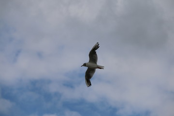 Mouette