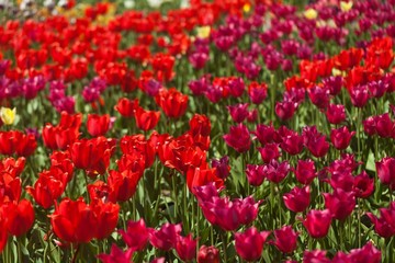 tulips garden