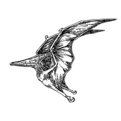 Pteranodon. Sketch. Engraving style. Vector illustration. © KseniaKrop