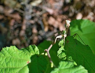 a religious mantis sitting on a leaf smile