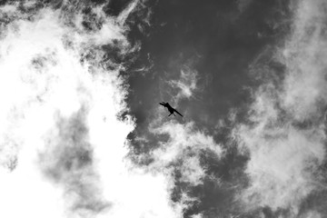 warbird in the sky -4