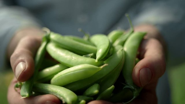 Close up shot of a male farmer on an organic farm, holding a handful of organic green beans raises them towards the camera, into focus, and then pulls back away.