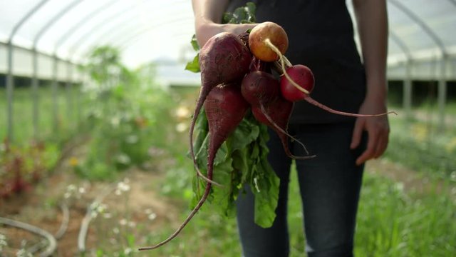 Waist shot of a woman on an organic farm, raising a bundle of colorful organic beets towards the camera into focus