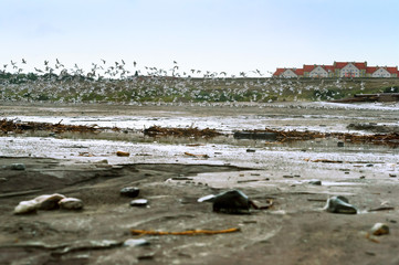 Water pollution. Dirty coast and a flock of birds.
