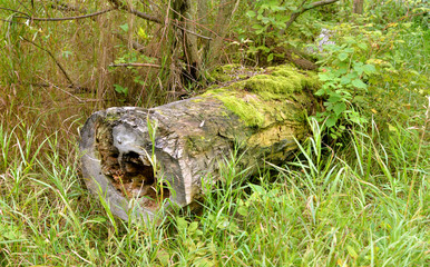 Fallen tree in the deciduous forest.