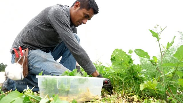 Slow panning of a Hispanic farmer attentively hand picking cilantro from the garden of an organic farm