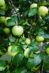 apples growing