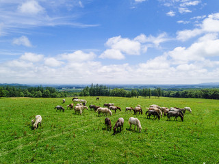 Fototapeta premium 牧場の空撮