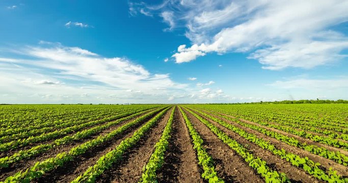 Timelapse shot of green soybean fields with white clouds passing by.