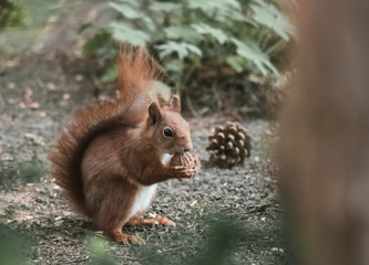 Eichhörnchen frisst eine Nuss