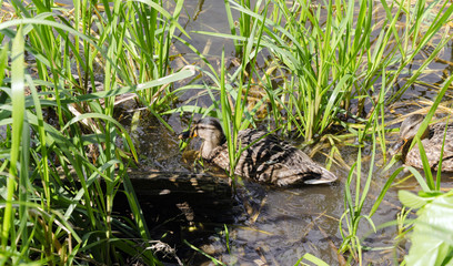duck, waterfowl gray bird