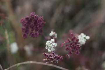 Wallpaper of a purple plant on a dry field