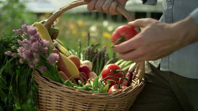 Close up shot of a farmer swinging a basket of organic crops into view from behind his back, propping it on his hip, picking a tomato out of the basket, replacing it and walking out of frame