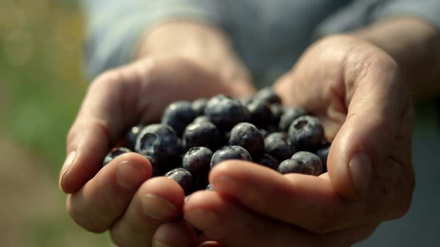 Close up shot of muddied hands holding, a bundle of organic blueberries, and raising them towards the camera, into focus