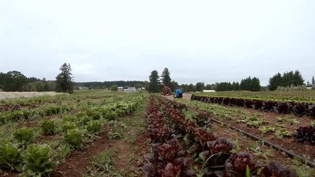 Tracking shot of two young farmers trimming and gathering bundles of lettuce for harvest on an organic farm 