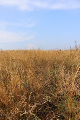Fototapeta premium tall-grass prairie field