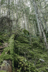 Fototapeta premium tree in forest