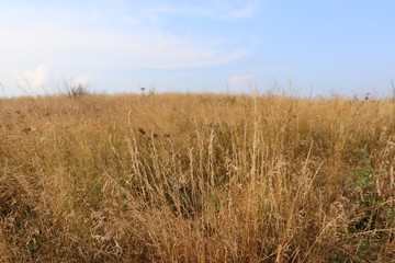tall-grass prairie field