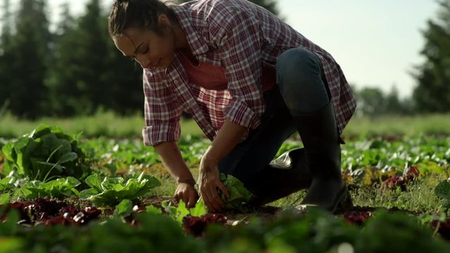 Beautiful young woman in plaid blissfully harvests a head of lettuce from the ground of an organic farm, cleans it off, and places it in a basket