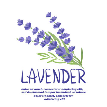 Bunch of watercolor lavender flowers isolated on white background.