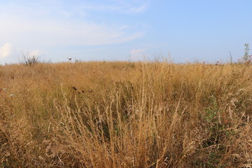 tall-grass prairie field