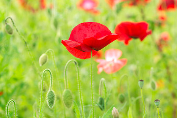 Flowering poppies. A field of poppies. Sunlight shines on plants. Red spring flowers. Gentle warm soft colors, blurred background.