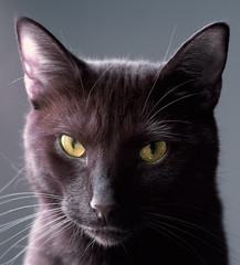 Portrait of a handsome black cat looking directly at the camera done with infrared and adjusted to normal vivid color
