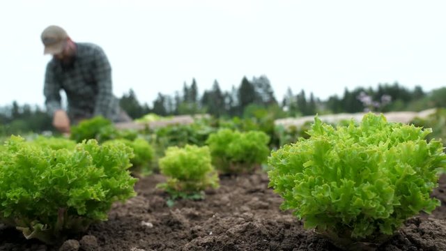 Panning shot of bunches of lettuce on an organic farm, while a male farmer harvests in the background