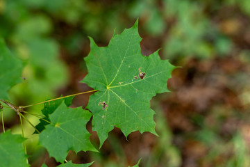 Maple leaf destroyed by pests. Leaves of trees in the forest area.