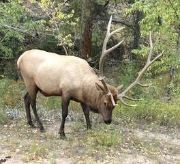 Bull Elk in the Colorado Mountains - Estes Park, Rocky Mountain National Park