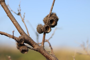 Empty acorn caps on the branch of the tree