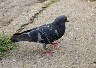 A cute pigeon walking on the street.