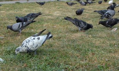 Hungry pigeons eating bread on a park's lawn.