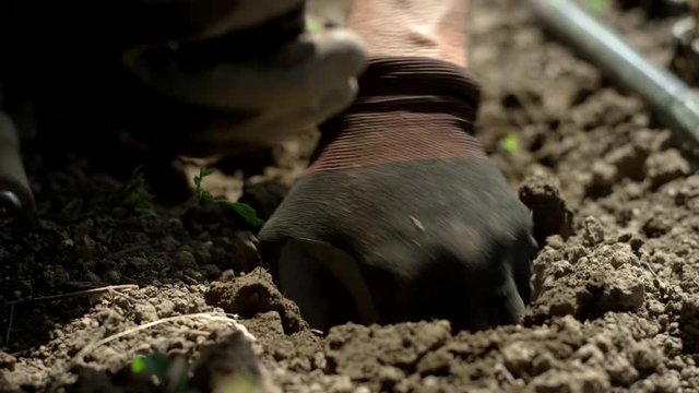 Close up shot of gloved hands digging a hole in the soil with a small garden shovel and planting a small sprout in the ground